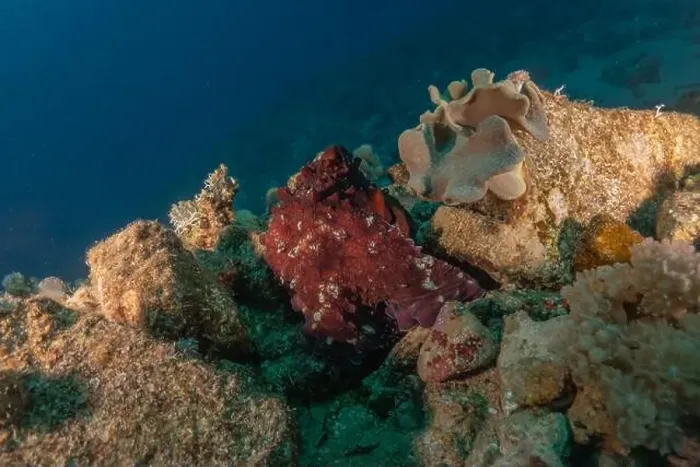 Framed Print : Octopus king of camouflage in the Red Sea, Eilat Israel Framed Print : Octopus king of camouflage in the Red Sea, Eilat Israel