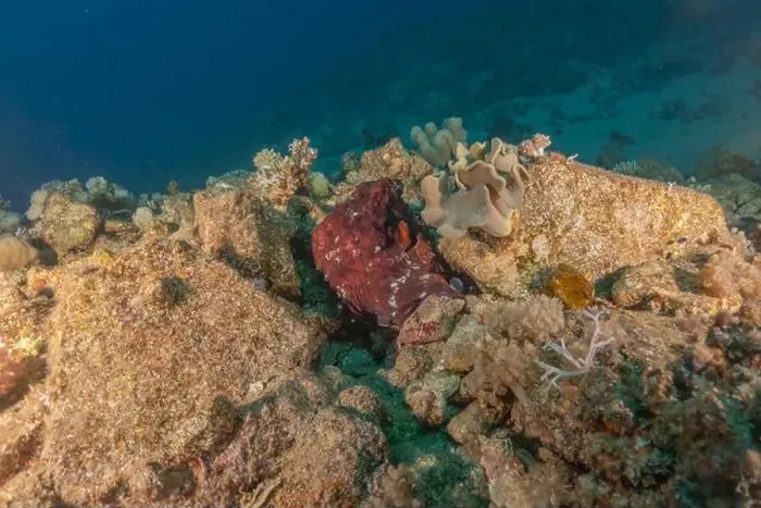 Framed Print : Octopus king of camouflage in the Red Sea, Eilat Israel Framed Print : Octopus king of camouflage in the Red Sea, Eilat Israel