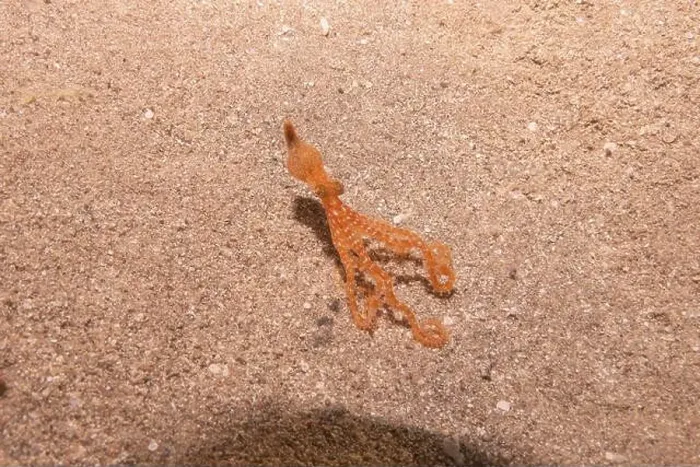 Framed Print : Octopus king of camouflage in the Red Sea, Eilat Israel Framed Print : Octopus king of camouflage in the Red Sea, Eilat Israel