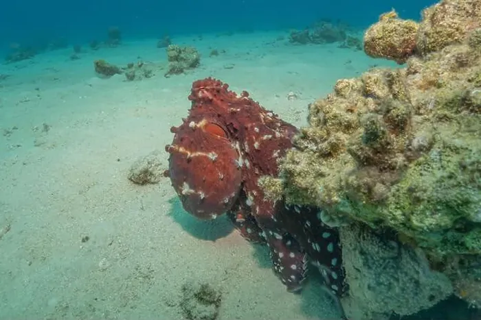 Framed Print : Octopus king of camouflage in the Red Sea, Eilat Israel Framed Print : Octopus king of camouflage in the Red Sea, Eilat Israel