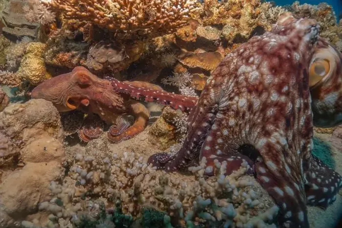 Framed Print : Octopus king of camouflage in the Red Sea, Eilat Israel Framed Print : Octopus king of camouflage in the Red Sea, Eilat Israel