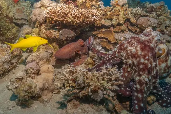 Framed Print : Octopus king of camouflage in the Red Sea, Eilat Israel Framed Print : Octopus king of camouflage in the Red Sea, Eilat Israel