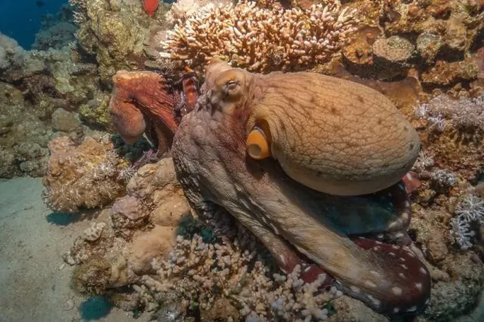 Framed Print : Octopus king of camouflage in the Red Sea, Eilat Israel
