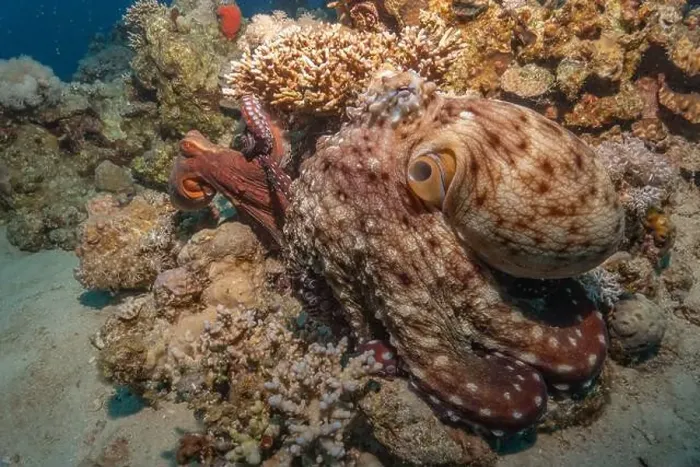 Framed Print : Octopus king of camouflage in the Red Sea, Eilat Israel Framed Print : Octopus king of camouflage in the Red Sea, Eilat Israel