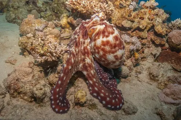 Framed Print : Octopus king of camouflage in the Red Sea, Eilat Israel Framed Print : Octopus king of camouflage in the Red Sea, Eilat Israel
