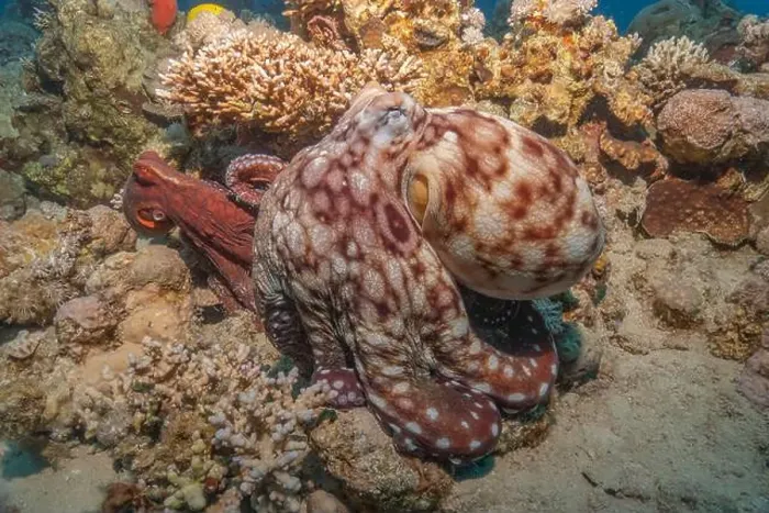 Framed Print : Octopus king of camouflage in the Red Sea, Eilat Israel Framed Print : Octopus king of camouflage in the Red Sea, Eilat Israel