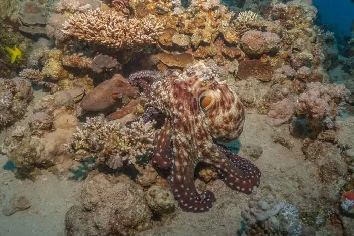 Framed Print : Octopus king of camouflage in the Red Sea, Eilat Israel Framed Print : Octopus king of camouflage in the Red Sea, Eilat Israel