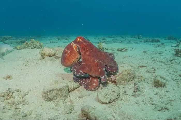 Framed Print : Octopus king of camouflage in the Red Sea, Eilat Israel Framed Print : Octopus king of camouflage in the Red Sea, Eilat Israel