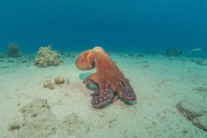 Framed Print : Octopus king of camouflage in the Red Sea, Eilat Israel Framed Print : Octopus king of camouflage in the Red Sea, Eilat Israel