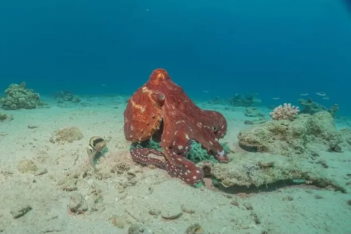 Framed Print : Octopus king of camouflage in the Red Sea, Eilat Israel Framed Print : Octopus king of camouflage in the Red Sea, Eilat Israel