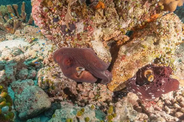 Framed Print : Octopus king of camouflage at the Tubbataha Reefs National Park Philippines