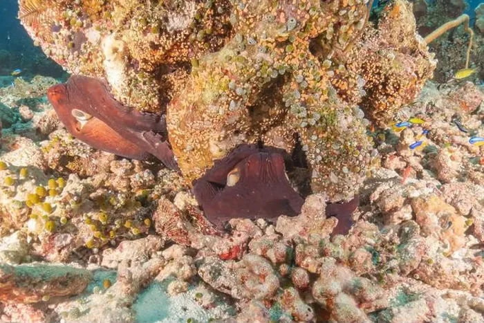 Framed Print : Octopus king of camouflage at the Tubbataha Reefs National Park Philippines Framed Print : Octopus king of camouflage at the Tubbataha Reefs National Park Philippines