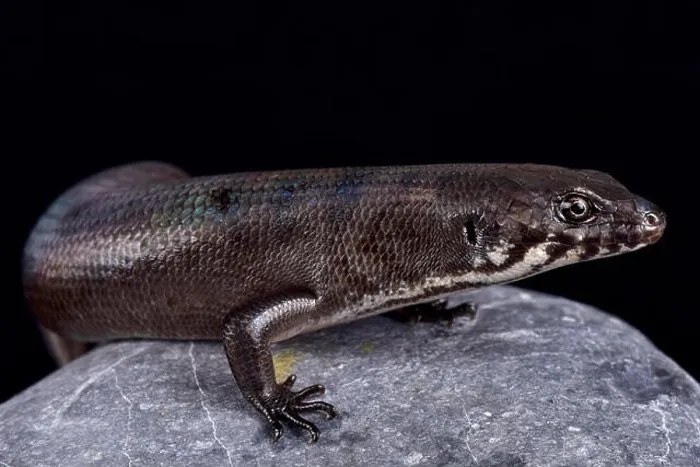 Framed Print : Odd-chinned Giant Skink (Eugongylus mentovarius) is a giant predatory skink species endemic to Halmahera island Framed Print : Odd-chinned Giant Skink (Eugongylus mentovarius) is a giant predatory skink species endemic to Halmahera island