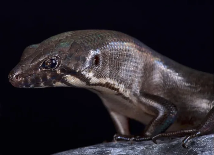 Framed Print : Odd-chinned Giant Skink (Eugongylus mentovarius) is a giant predatory skink species endemic to Halmahera island Framed Print : Odd-chinned Giant Skink (Eugongylus mentovarius) is a giant predatory skink species endemic to Halmahera island