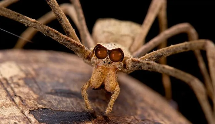 Framed Print : Ogre-faced spider, genus Deinopsis Framed Print : Ogre-faced spider, genus Deinopsis