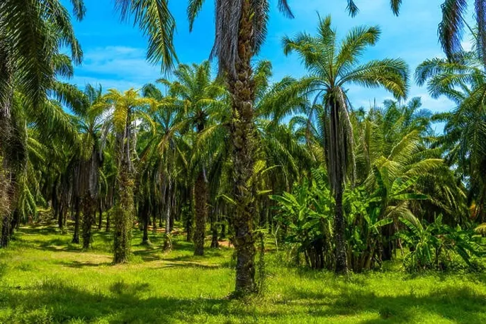 Framed Print : Oil Palms plantation, Than Bok Khorani National Park, Krabi, Thailand Framed Print : Oil Palms plantation, Than Bok Khorani National Park, Krabi, Thailand