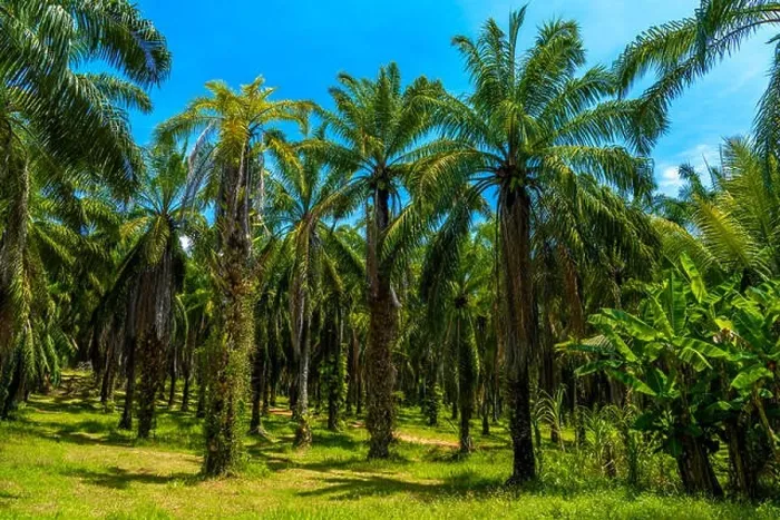 Framed Print : Oil Palms plantation, Than Bok Khorani National Park, Krabi, Thailand Framed Print : Oil Palms plantation, Than Bok Khorani National Park, Krabi, Thailand