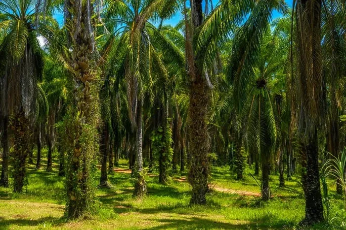 Framed Print : Oil Palms plantation, Than Bok Khorani National Park, Krabi, Thailand Framed Print : Oil Palms plantation, Than Bok Khorani National Park, Krabi, Thailand