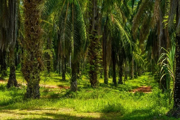 Framed Print : Oil Palms plantation, Than Bok Khorani National Park, Krabi, Thailand Framed Print : Oil Palms plantation, Than Bok Khorani National Park, Krabi, Thailand