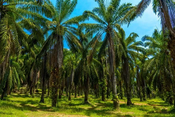 Framed Print : Oil Palms plantation, Than Bok Khorani National Park, Krabi, Thailand Framed Print : Oil Palms plantation, Than Bok Khorani National Park, Krabi, Thailand
