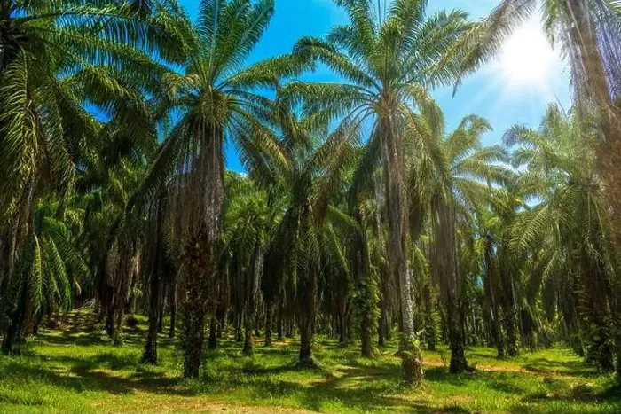 Framed Print : Oil Palms plantation, Than Bok Khorani National Park, Krabi, Thailand Framed Print : Oil Palms plantation, Than Bok Khorani National Park, Krabi, Thailand