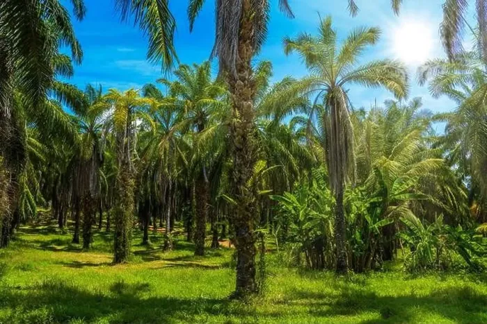 Framed Print : Oil Palms plantation, Than Bok Khorani National Park, Krabi, Thailand Framed Print : Oil Palms plantation, Than Bok Khorani National Park, Krabi, Thailand