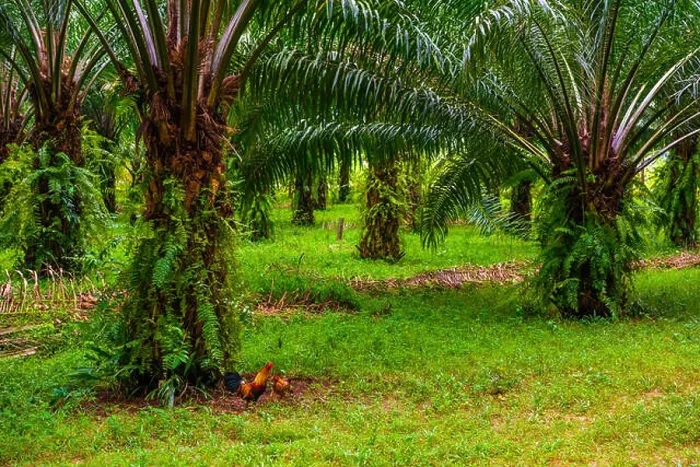 Framed Print : Oil palms plantation, tropical jungle, Phang-nga Thailand Framed Print : Oil palms plantation, tropical jungle, Phang-nga Thailand