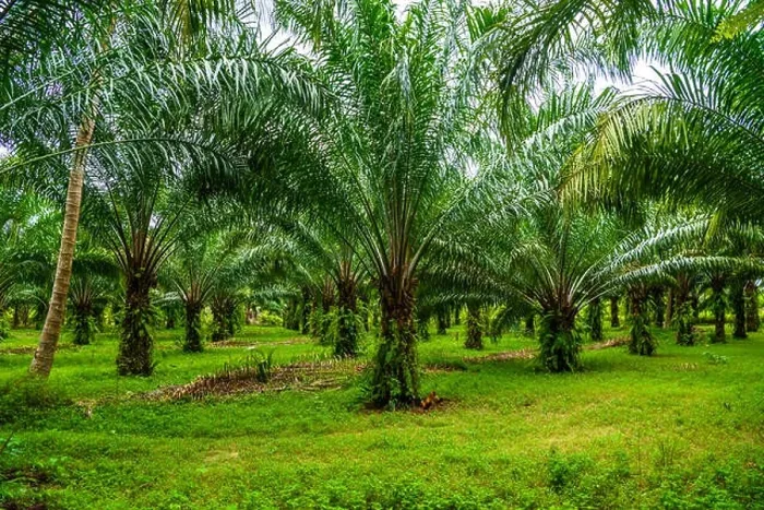 Framed Print : Oil palms plantation, tropical jungle, Phang-nga Thailand Framed Print : Oil palms plantation, tropical jungle, Phang-nga Thailand