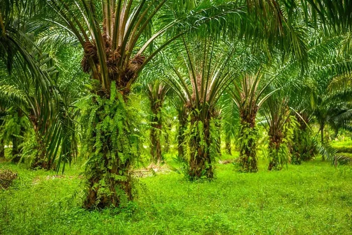 Framed Print : Oil palms plantation, tropical jungle, Phang-nga Thailand Framed Print : Oil palms plantation, tropical jungle, Phang-nga Thailand