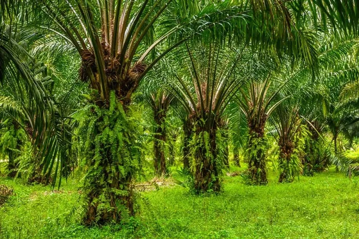 Framed Print : Oil palms plantation, tropical jungle, Phang-nga Thailand Framed Print : Oil palms plantation, tropical jungle, Phang-nga Thailand