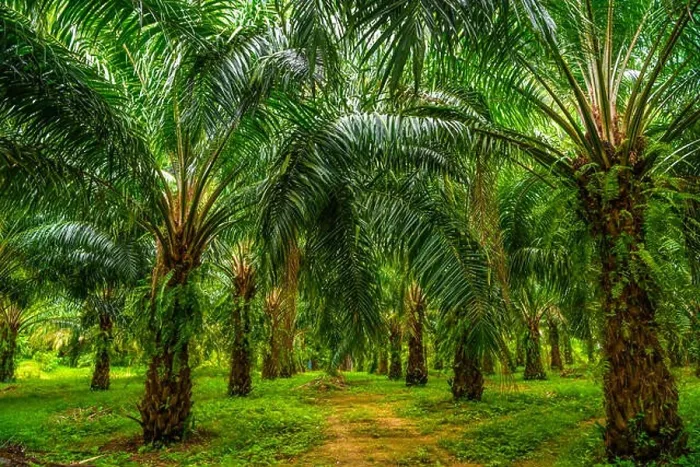 Framed Print : Oil palms plantation, tropical jungle, Phang-nga Thailand Framed Print : Oil palms plantation, tropical jungle, Phang-nga Thailand