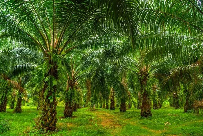 Framed Print : Oil palms plantation, tropical jungle, Phang-nga Thailand Framed Print : Oil palms plantation, tropical jungle, Phang-nga Thailand