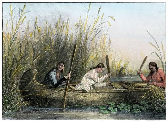 Framed Print : Ojibwa women gathering wild rice. Hand-colored halftone of a Seth Eastman illustration Framed Print : Ojibwa women gathering wild rice. Hand-colored halftone of a Seth Eastman illustration