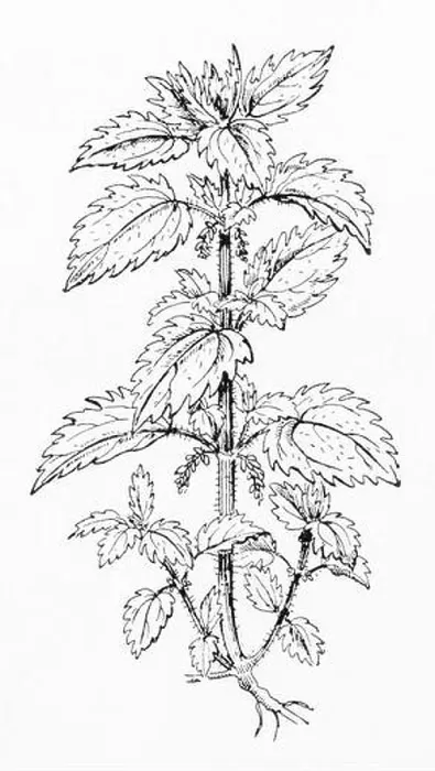 Framed Print : Old botanical illustration engraving of Small Nettle / Urtica urens. Traditional medicinal herbal plant. See Notes Framed Print : Old botanical illustration engraving of Small Nettle / Urtica urens. Traditional medicinal herbal plant. See Notes
