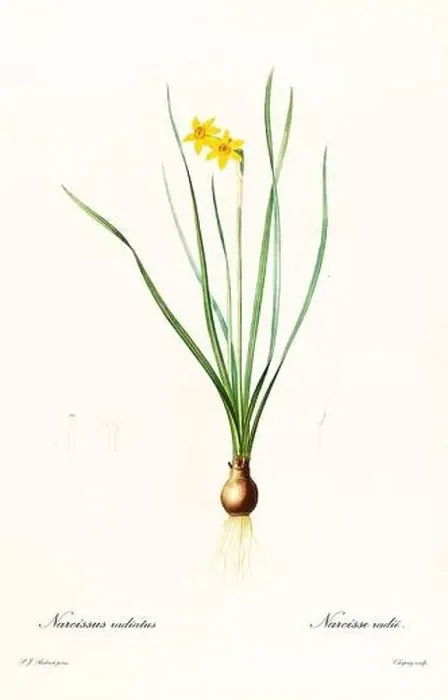 Framed Print : Old illustration of Cowslip Cupped Daffodil (Narcissus x compressus) Framed Print : Old illustration of Cowslip Cupped Daffodil (Narcissus x compressus)