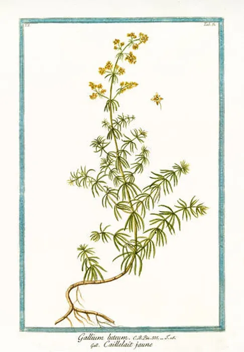 Framed Print : Old illustration of Gallium luteum (Galium verum). By G. Bonelli on Hortus Romanus, publ. N. Martelli, Rome, 1772 – 93 Framed Print : Old illustration of Gallium luteum (Galium verum). By G. Bonelli on Hortus Romanus, publ. N. Martelli, Rome, 1772 – 93