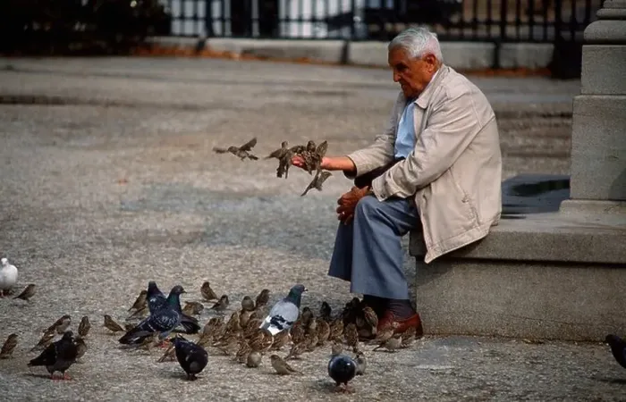 Framed Print : Old man feeding pigeons / Paris / Alter Mann fuettert Tauben Framed Print : Old man feeding pigeons / Paris / Alter Mann fuettert Tauben