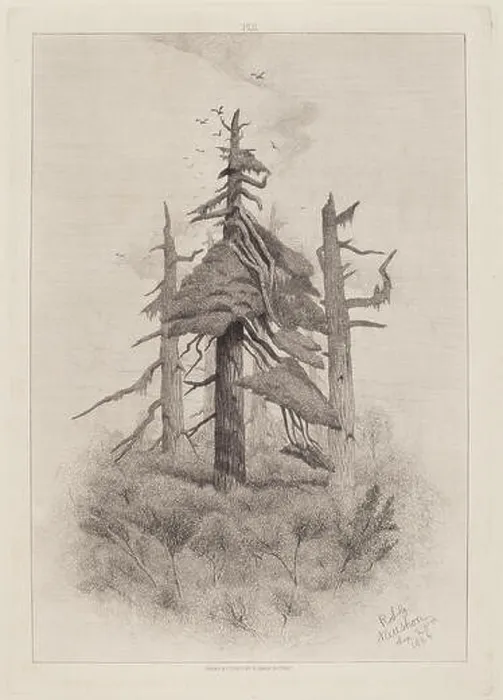 Framed Print : Old Trees at Naushon Island [plate 2]