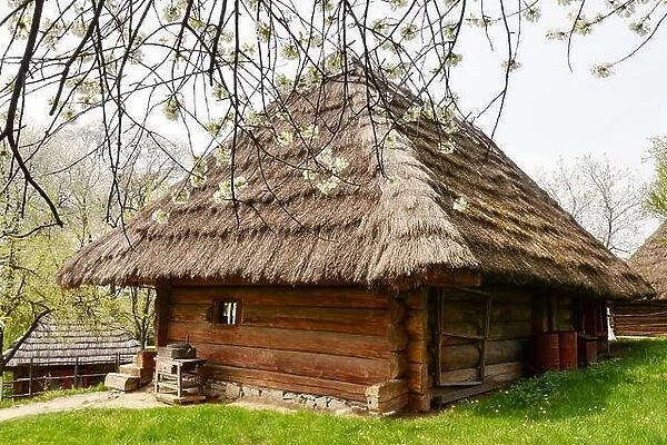 Old ukrainian house with straw roof and cherry tree flowers in spring time