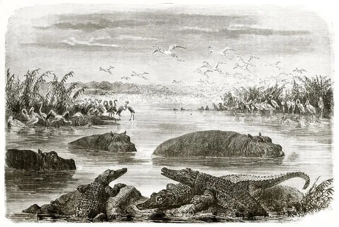 Framed Print : Old view of lagoon near Pongola, South Africa. By Janet-Lange after Baldwin, publ. on le Tour du Monde, Paris, 1863 Framed Print : Old view of lagoon near Pongola, South Africa. By Janet-Lange after Baldwin, publ. on le Tour du Monde, Paris, 1863