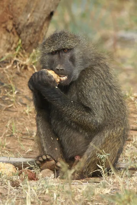 Framed Print : Olive baboon eating fruit of doum palm, Samburu Game Reserve, Kenya Framed Print : Olive baboon eating fruit of doum palm, Samburu Game Reserve, Kenya
