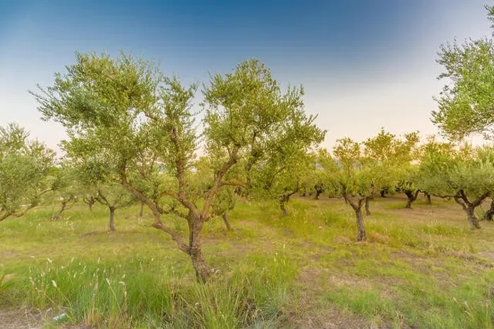 Framed Print : Olive oil trees full with olives in Greece in winter ready for harvest Framed Print : Olive oil trees full with olives in Greece in winter ready for harvest