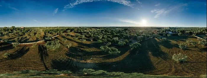 Framed Print : Olive tree in field summer in sunnyApulla Italy Drone 360 VR Framed Print : Olive tree in field summer in sunnyApulla Italy Drone 360 VR