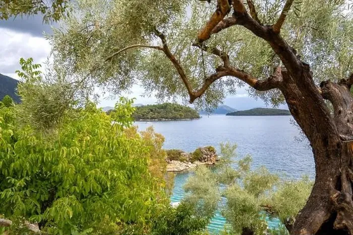 Framed Print : Olive tree, Lefkada, a Greek island in the Ionian Sea Framed Print : Olive tree, Lefkada, a Greek island in the Ionian Sea