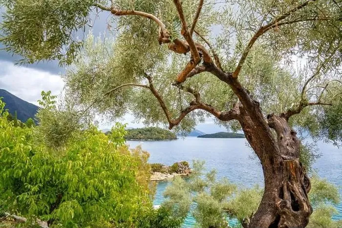 Framed Print : Olive tree, Lefkada, a Greek island in the Ionian Sea Framed Print : Olive tree, Lefkada, a Greek island in the Ionian Sea