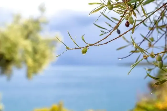 Framed Print : Olive tree, Lefkada, a Greek island in the Ionian Sea Framed Print : Olive tree, Lefkada, a Greek island in the Ionian Sea