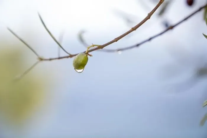 Framed Print : Olive tree in the rain, Lefkada, a Greek island in the Ionian Sea Framed Print : Olive tree in the rain, Lefkada, a Greek island in the Ionian Sea