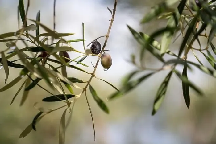 Framed Print : Olive tree in the rain, Lefkada, a Greek island in the Ionian Sea Framed Print : Olive tree in the rain, Lefkada, a Greek island in the Ionian Sea