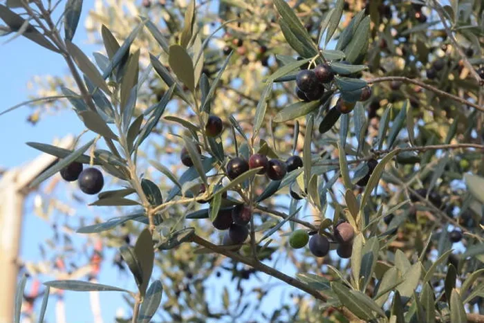 Framed Print : Olives on branch, in Campania, South Italy Framed Print : Olives on branch, in Campania, South Italy