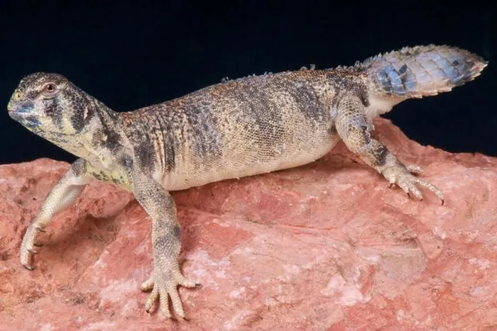 Framed Print : Omani spiny-tailed lizard / Uromastyx thomasi Framed Print : Omani spiny-tailed lizard / Uromastyx thomasi